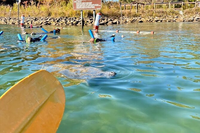 Crystal River Tandem Kayak Rental | 4 Hour | See The Manatees! - The Safety Equipment and Comfort of Double Sit-On Kayaks