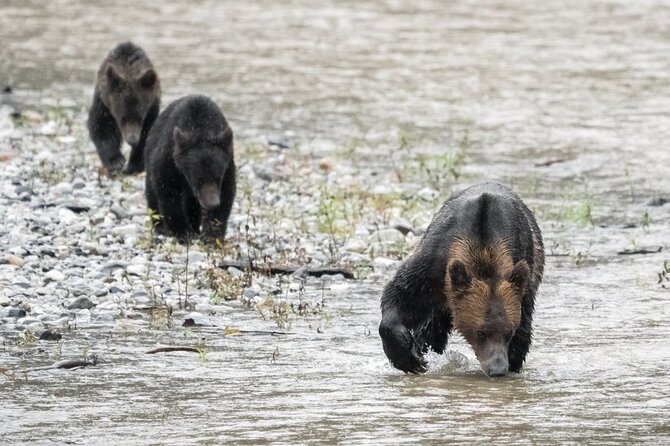 Deluxe Grizzlies and Culture Tour in Campbell River - Starting Point and Tour Logistics in Campbell River