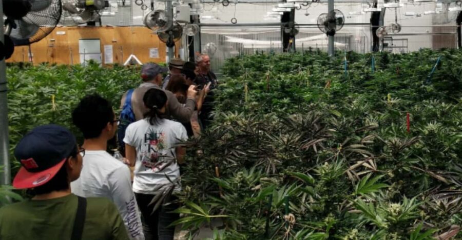 Denver: Buds & Brews Cannabis Grow Tour and Brewery Visit - Departure and Meeting Details at 26th & Larimer