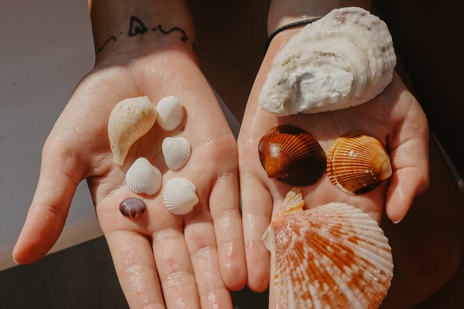 Destin Shelling and Dolphin Adventure - Searching for Dolphins in the Bay or Gulf