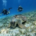 Diving for Beginners in Cozumel: Your First VIP Experience - The Seamless Pickup and Transfer System