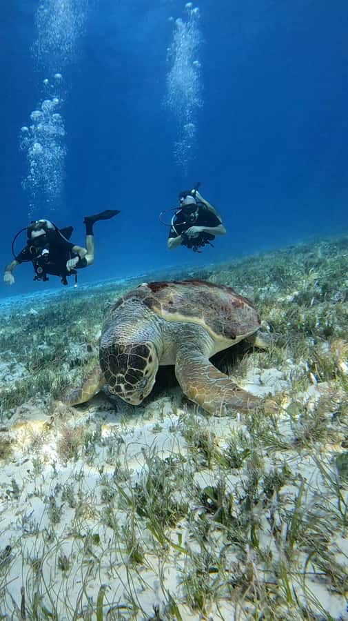 Diving for Beginners in Cozumel: Your First VIP Experience - The Seamless Pickup and Transfer System
