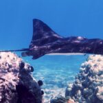 Eco Sea Scooter Beach Entry - Rent a GoPro Video tape Sea Turtles - Starting at the Maui Meeting Point on Hui Road