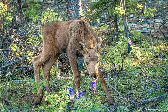 Fairbanks Private Photography Workshop - Learning How to Master Camera Settings in the Field