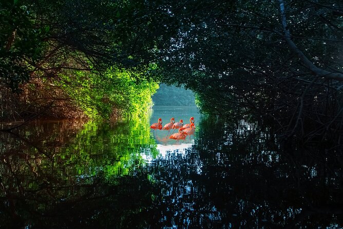 Flamingo Watching Private Tour in Celestun Biosphere Reserve - Exploring Ria Celestun Biosphere Reserve by Boat