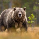 Gondola, Scenic Lakes, Banff Town Tour from Calgary Canmore Banff - Starting Point and Transportation Details