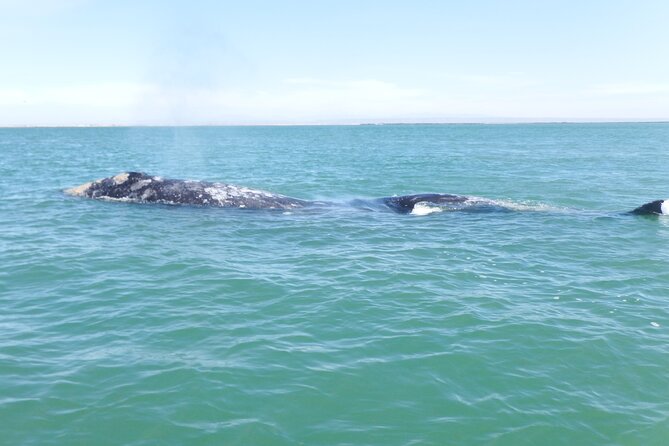Grey whale watching in Puerto Chale, Mexico - The Magdalena Bay Whale Observation Stop