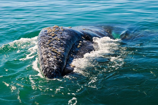 Grey Whales at Puerto Chale Private Expedition - Starting the Journey from La Paz to Puerto Chale
