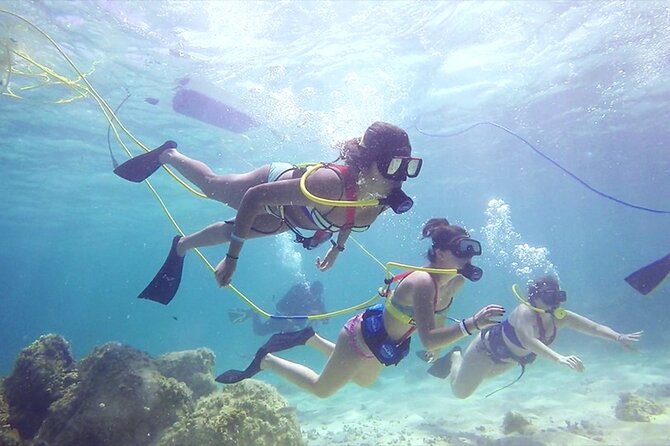 Guided Scuba Diving in Cabo Pulmo - The Marine Life You’ll Encounter