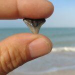 Guided Shark Tooth and Seashell Hunting Eco Tour on Manasota Key - What Makes Manasota Key Ideal for Treasure Hunting