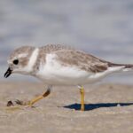 Half-Day Private Bird Tour of Fort De Soto Park in St. Petersburg - 2 person max - The Tour’s Itinerary: From Beachfront to Forested Hotspots