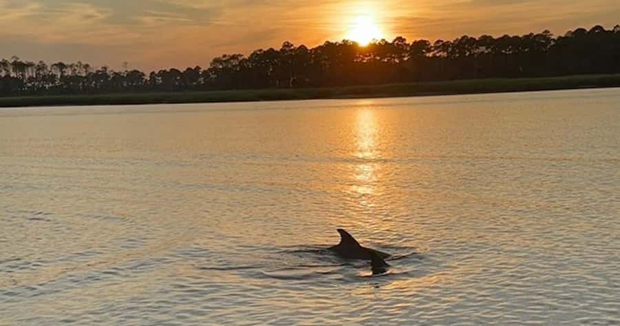 Hilton Head Island: Sunset Dolphin Watching Tour - Exploring Broad Creek’s Lowcountry Waterways
