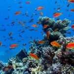 Islas Marietas Tour on Catamaran - Departures from Puerto Vallarta - departing from puerto magico at 8:00 am and returning to the same meeting point