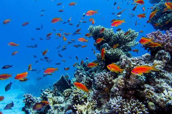 Islas Marietas Tour on Catamaran - Departures from Puerto Vallarta - departing from puerto magico at 8:00 am and returning to the same meeting point