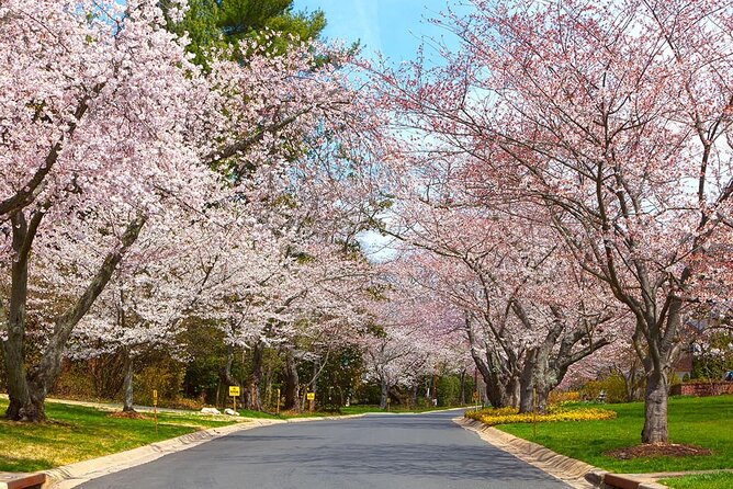 Kenwood Cherry Blossoms: Washington DC Half-Day Escape - Exclusive Viewpoints in the Kenwood Neighborhood