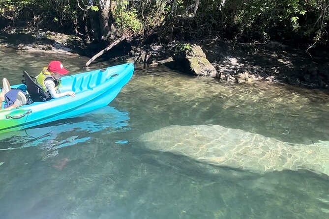 King Spring Sunset Sit on Top Kayak with Manatees Tour - The Golden Hour Setting: Why Sunset Paddling Is Special