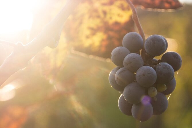 Lake Country Casual Experience - Exploring Okanagan Lake and Kalamalka Lake Views