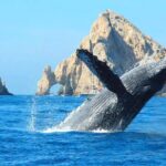 Los Cabos Whale Watching Adventure with Snacks and Drinks - The Catamaran Experience and Onboard Comforts