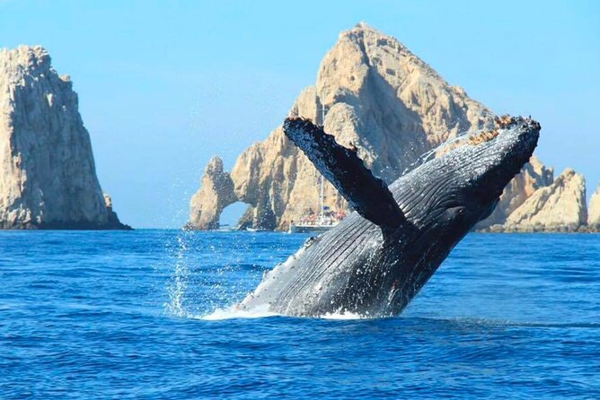 Los Cabos Whale Watching Adventure with Snacks and Drinks - The Catamaran Experience and Onboard Comforts