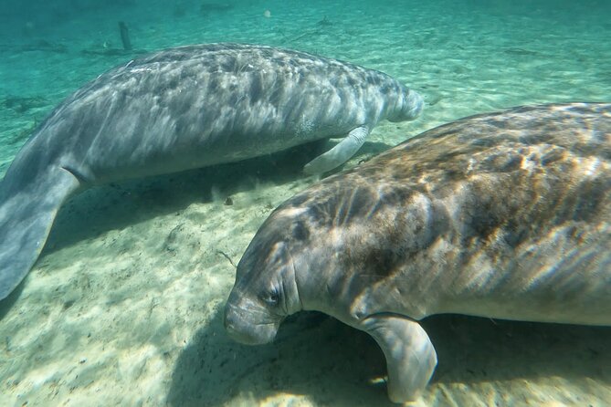 Manatees, Monkeys and Florida Natural Spring Adventure Tour - Wildlife Encounters: Manatees, Monkeys, and More