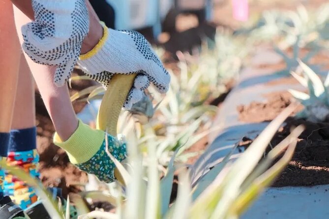 Maui Pineapple Planting Experience - Visiting the Maui Gold Pineapple Farm in Haliimaile