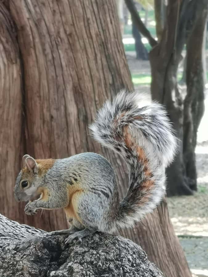 Mexico City: Chapultepec Park Bike Tour - What Makes the Bike Tour in Chapultepec Park Unique