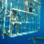 Oahu Shark Dive - The Safety and Briefing Before Entering the Water