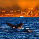 Oahu: Whale Watching Sunset Cruise Whales Guaranteed - The Setting of the Sunset Whale Watching Cruise in Waikiki