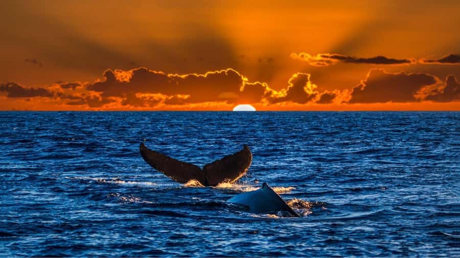 Oahu: Whale Watching Sunset Cruise Whales Guaranteed - The Setting of the Sunset Whale Watching Cruise in Waikiki