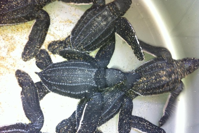 Preserving Baby Sea Turtles And Filling You With Energy In Bioluminescent Lights - What Happens During the Turtle Release?