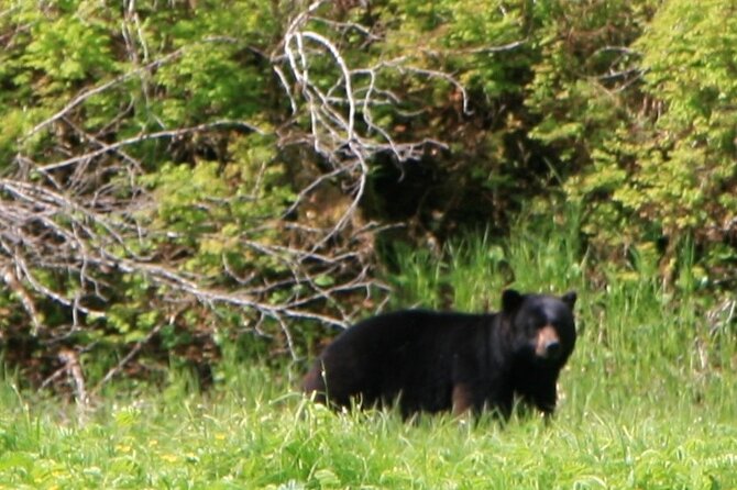 Private Boat Tour of Misty Fjords from Ketchikan - Setting out on a Scenic Journey in Misty Fjords National Monument