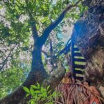 Private Cenote Experience, swim in the heart of the Mayan Jungle - Starting Point and Transportation to the Cenotes