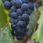 Private, Customized Napa Valley Wine Tasting Tour 6To14 passenger - Design Your Perfect Day of Wine Tasting in Napa and Sonoma