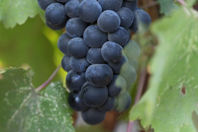 Private, Customized Napa Valley Wine Tasting Tour 6To14 passenger - Design Your Perfect Day of Wine Tasting in Napa and Sonoma