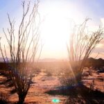 Private Driving and Hiking Tour in Joshua Tree National Park - Exploring Joshua Tree’s Unique Geography and Botany