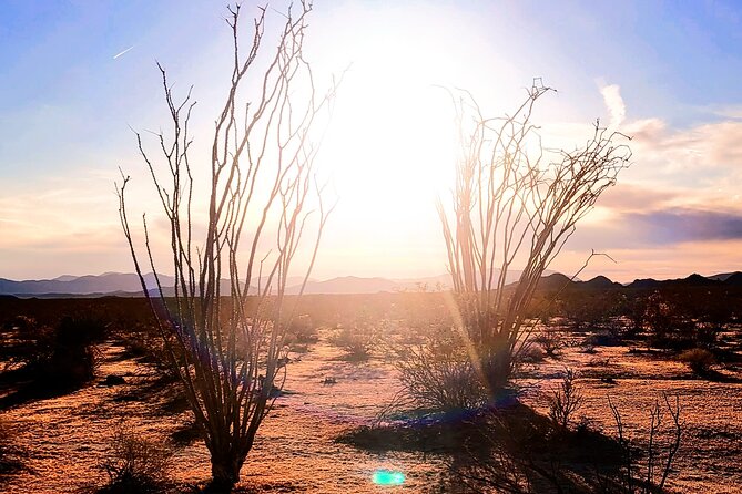 Private Driving and Hiking Tour in Joshua Tree National Park - Exploring Joshua Tree’s Unique Geography and Botany