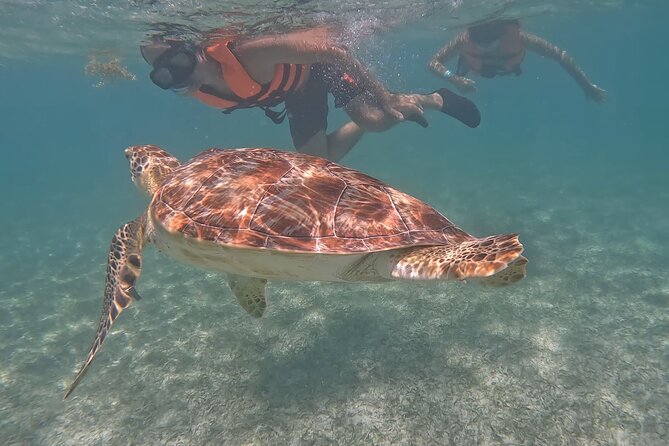 Private Experience in Akumal with Snorkeling - What to Expect at Akumal Beach