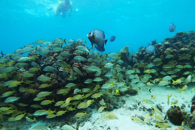 Private Snorkel Tour On The Reef Lagoon - The Private Snorkel Experience in Costa Maya