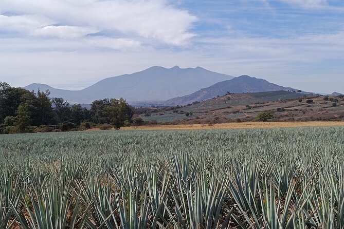 PRIVATE Tequila Valleys Tour: Pyramids, Volcanoes, Agaves&Tequila - The Significance of the Valleys and Tequila Volcano