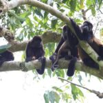 Private Tour Punta Laguna Monkey Sanctuary Zip Line - How the Punta Laguna Tour Combines Culture and Adventure