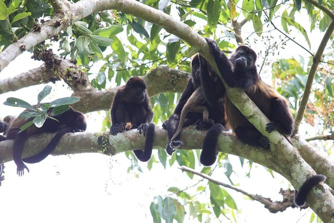 Private Tour Punta Laguna Monkey Sanctuary Zip Line - How the Punta Laguna Tour Combines Culture and Adventure