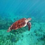 Private Tulum Ruins and Swim with Turtles - How the Tour Starts: Pick-up and Transportation in Playa del Carmen