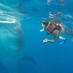 Private Whale Shark Tour from Cancun - Snorkeling with Whale Sharks in the Cancun Area