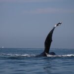 Private whale watching in Puerto Vallarta for 3 Hours - Puerto Vallarta’s Bay: The Home of Humpback Whales