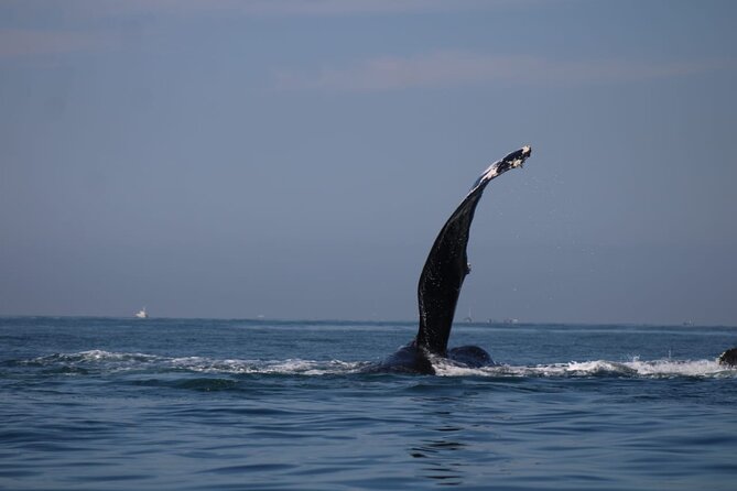 Private whale watching in Puerto Vallarta for 3 Hours - Puerto Vallarta’s Bay: The Home of Humpback Whales
