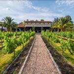 Private Wine Tour from Guanajuato City - Starting from Guanajuato to the Heart of Wine Country