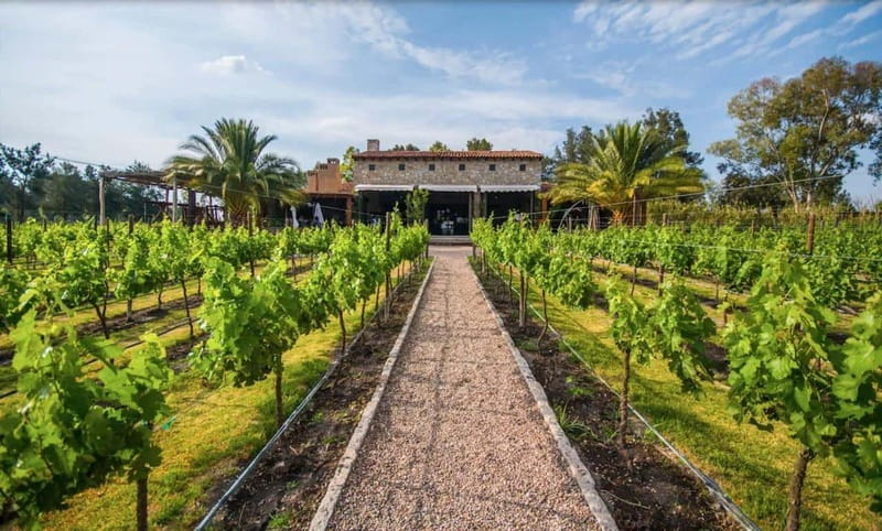 Private Wine Tour from Guanajuato City - Starting from Guanajuato to the Heart of Wine Country