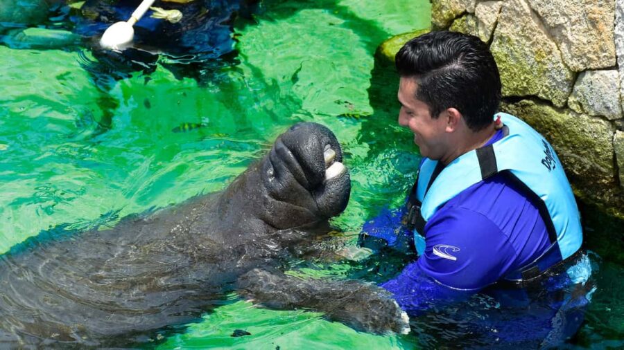 Puerto Aventuras: Dolphin & Manatee Encounter with lunch - Meeting Point and Tour Logistics in Puerto Aventuras