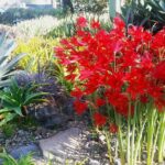 Ruth Bancroft Garden General Admission Ticket - The Garden’s Unique Collection of Drought-Tolerant Plants