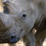 Sacramento Zoo General Admission Ticket - Exploring the Zoo’s Diverse Animal Collection